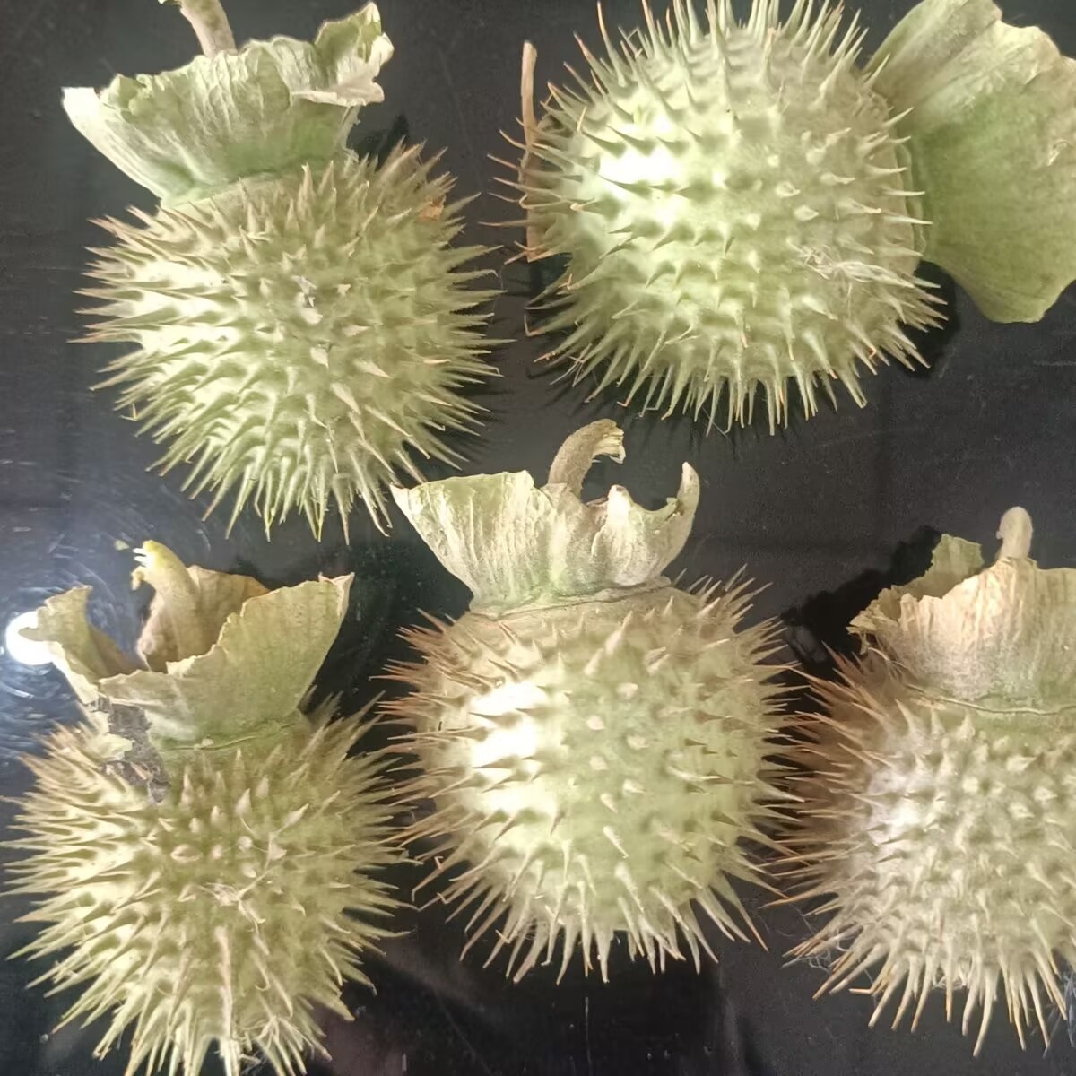 Potpourri Dried Flower - Hochwertige natürliche getrocknete Datura-Pads – für